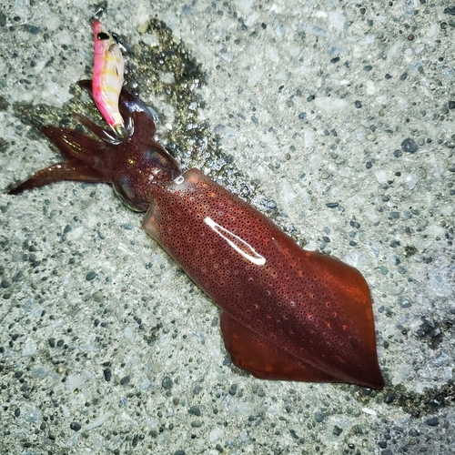 ケンサキイカの釣果