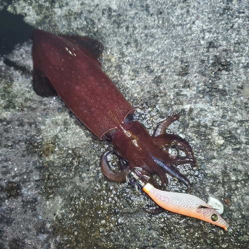 ケンサキイカの釣果