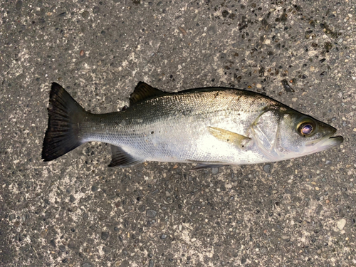 セイゴ（ヒラスズキ）の釣果