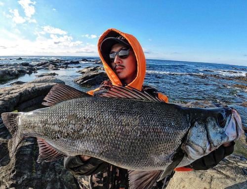 ヒラスズキの釣果