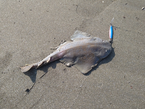 カスザメの釣果