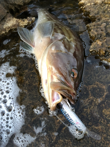 ハタの釣果