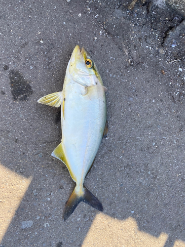 カンパチの釣果