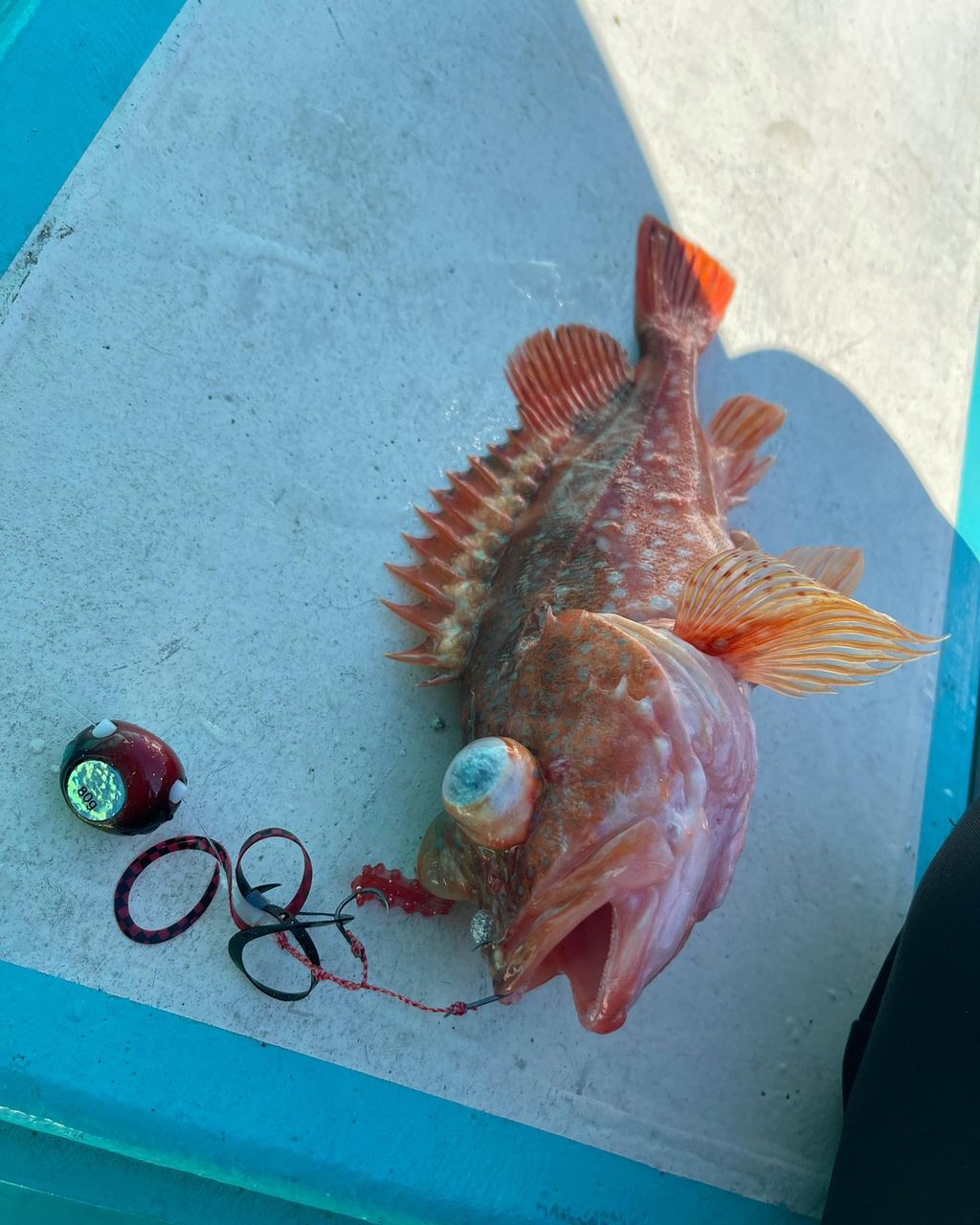 賀田湾大好きっ子さんの釣果 3枚目の画像