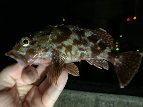 カサゴの釣果