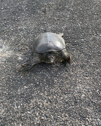 アメリカナマズの釣果