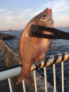 ウミタナゴの釣果