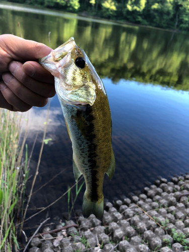 ラージマウスバスの釣果