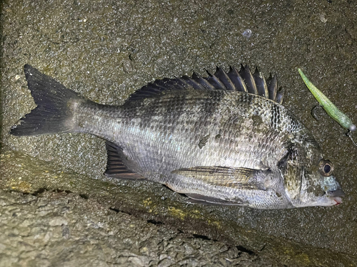 クロダイの釣果