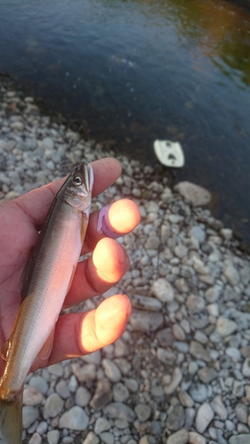 アユの釣果