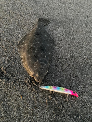 カマスの釣果