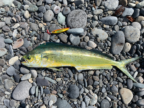 シイラの釣果