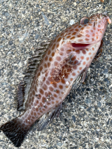 オオモンハタの釣果