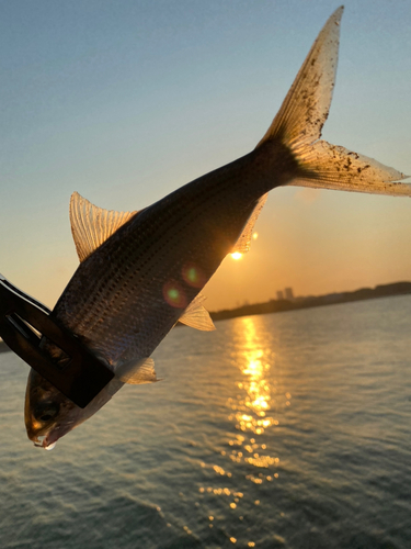 コノシロの釣果