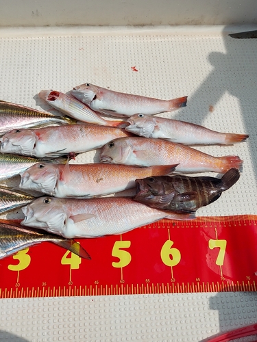 シロアマダイの釣果