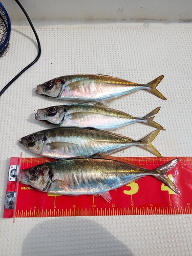 マアジの釣果