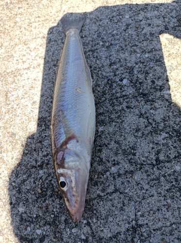 シロギスの釣果