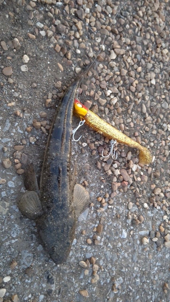 マゴチ