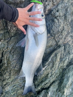 ヒラスズキの釣果