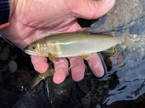 アユの釣果