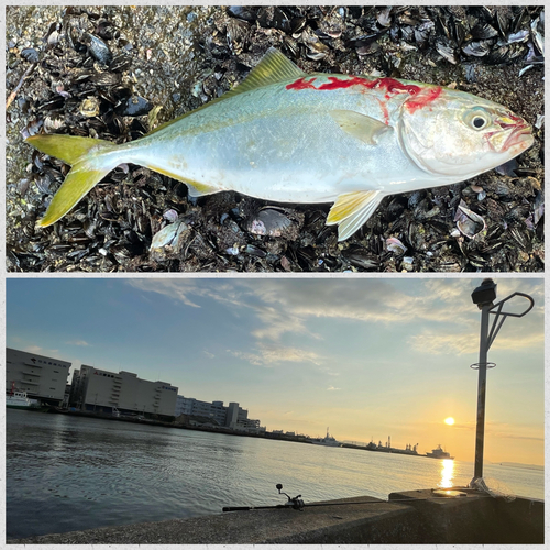 ヤズの釣果