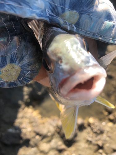 キビレの釣果