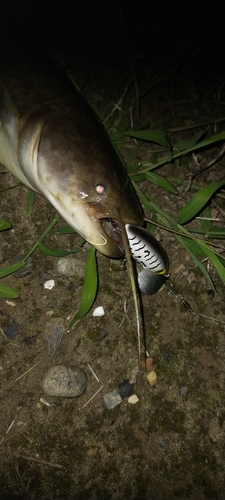 ニホンナマズの釣果