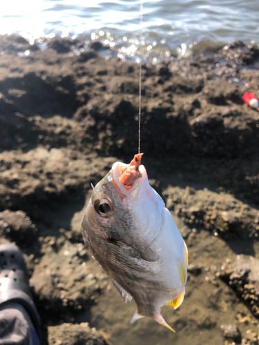 キビレの釣果