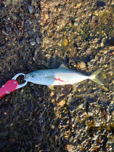 ツバスの釣果