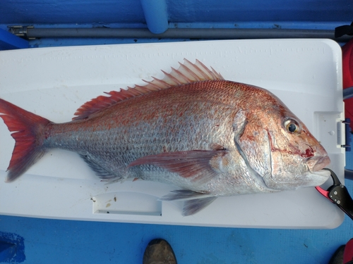 タイの釣果