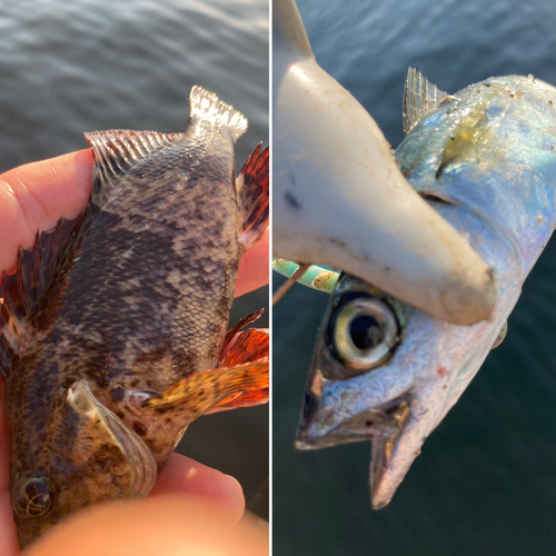 サバの釣果