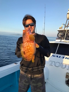 キジハタの釣果