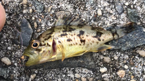 タケノコメバルの釣果