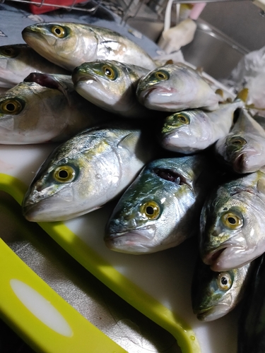 ツバスの釣果