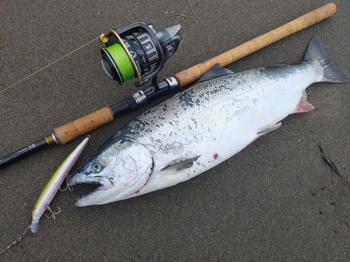 サクラマスの釣果