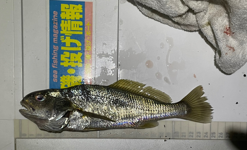 イシモチの釣果