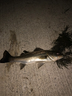 セイゴ（マルスズキ）の釣果