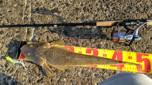 マゴチの釣果