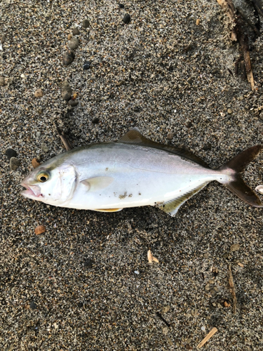 ショゴの釣果