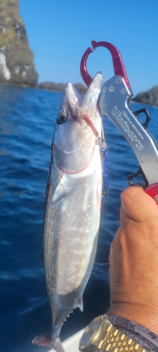 ハガツオの釣果