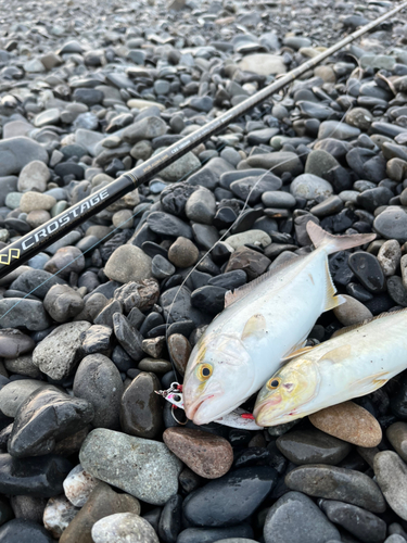 ショゴの釣果