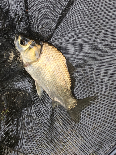 ヘラブナの釣果