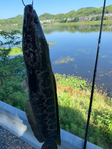 ライギョの釣果