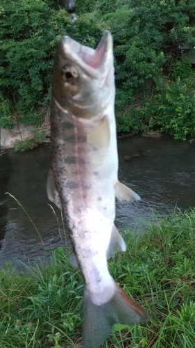 ヤマメの釣果