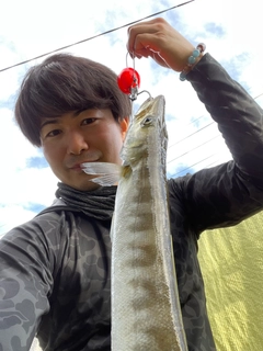 カマスの釣果