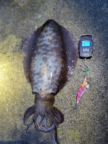 アオリイカの釣果