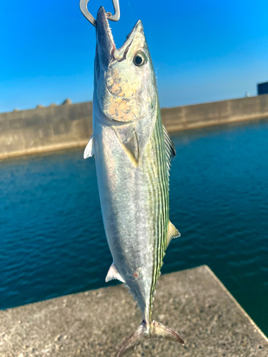 ハガツオの釣果