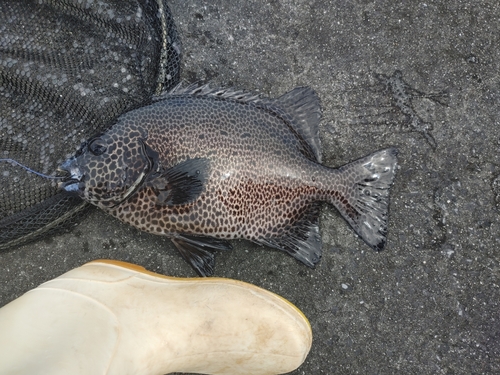 イシガキダイの釣果