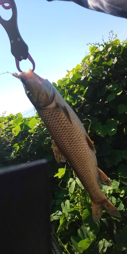 ニゴイの釣果