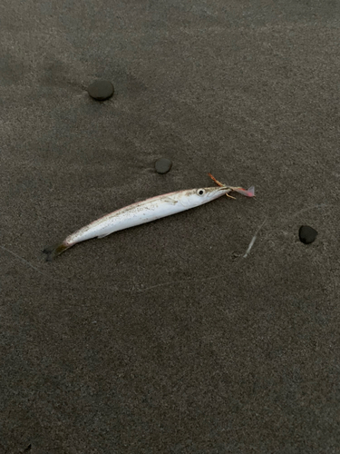 カマスの釣果